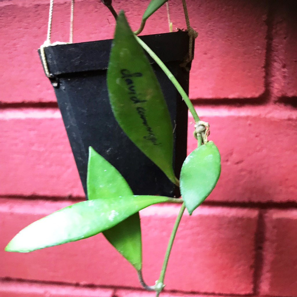 Hoya Davidcummingii Plant - myBageecha