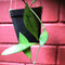 Hoya Davidcummingii Plant