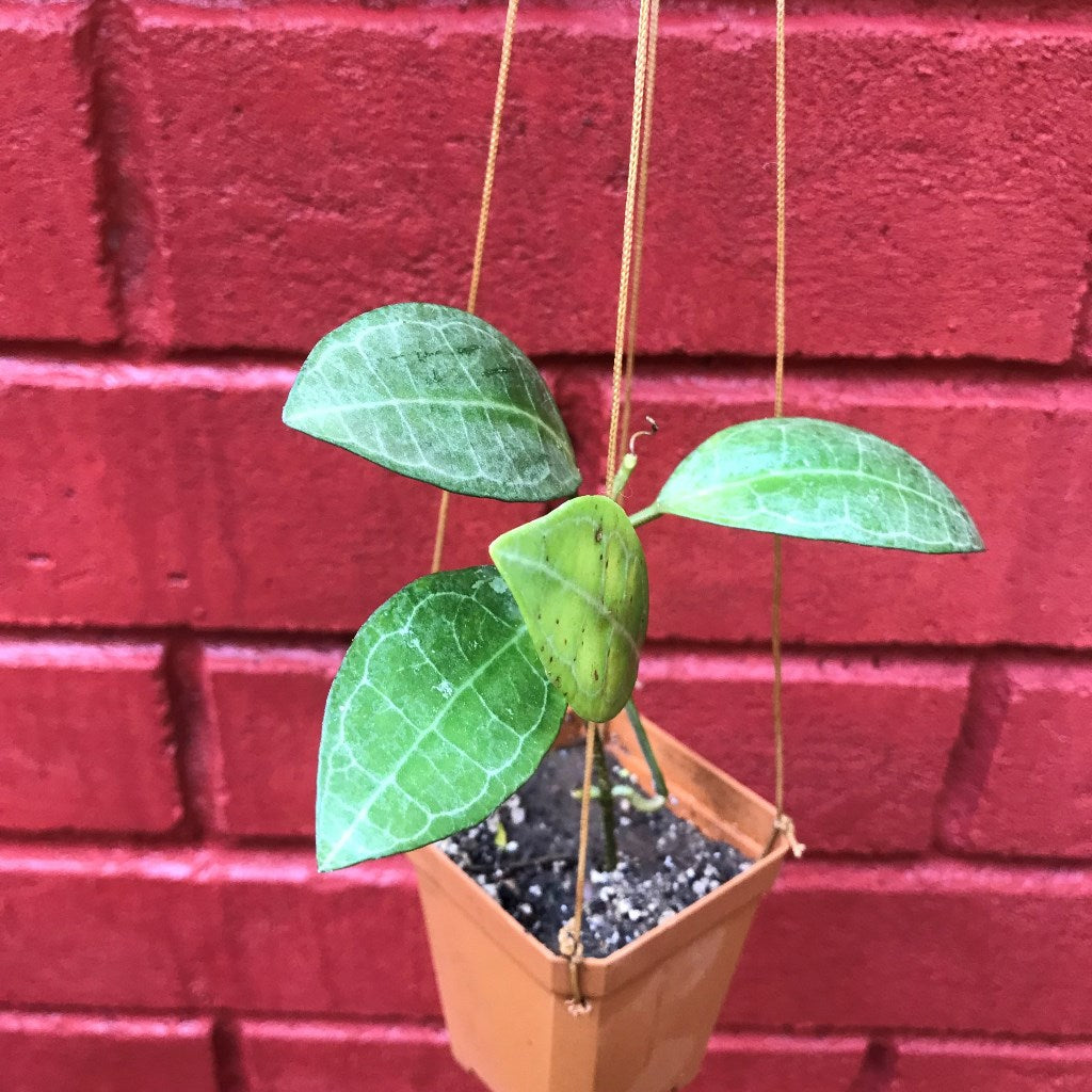 Hoya Elliptica Plant - myBageecha