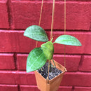 Hoya Elliptica Plant