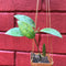 Hoya Elliptica Plant
