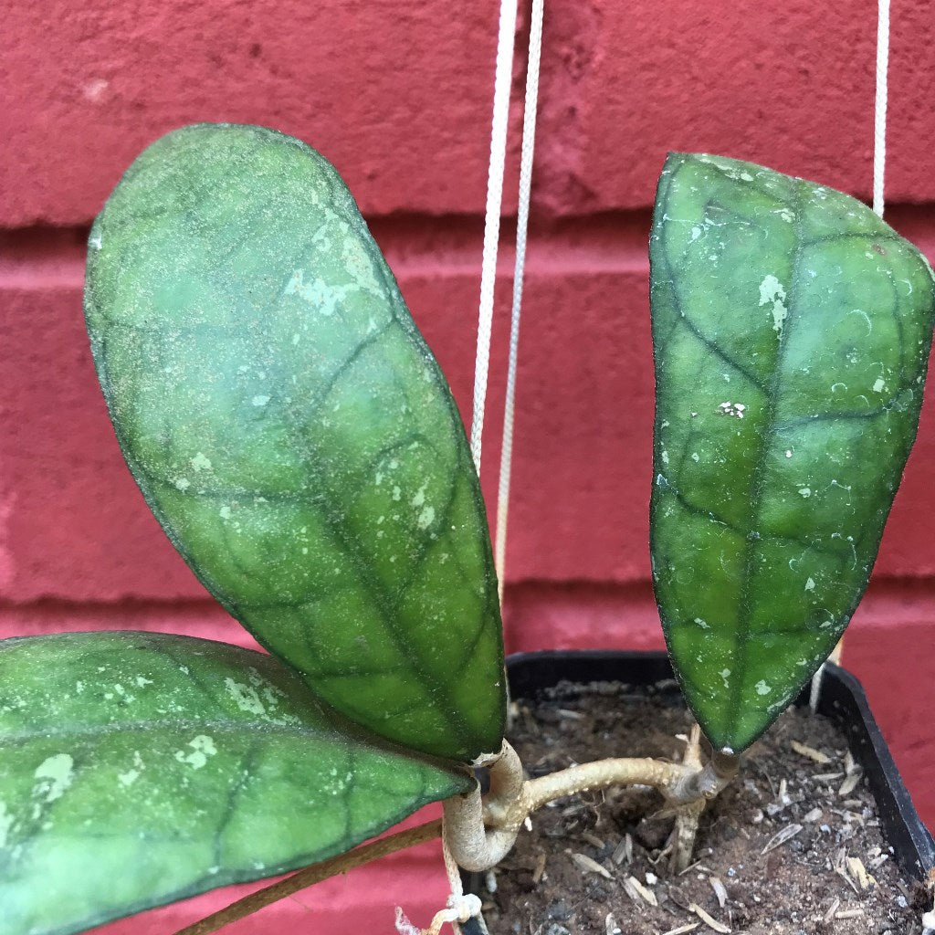 Hoya Finlaysonii Plant - myBageecha