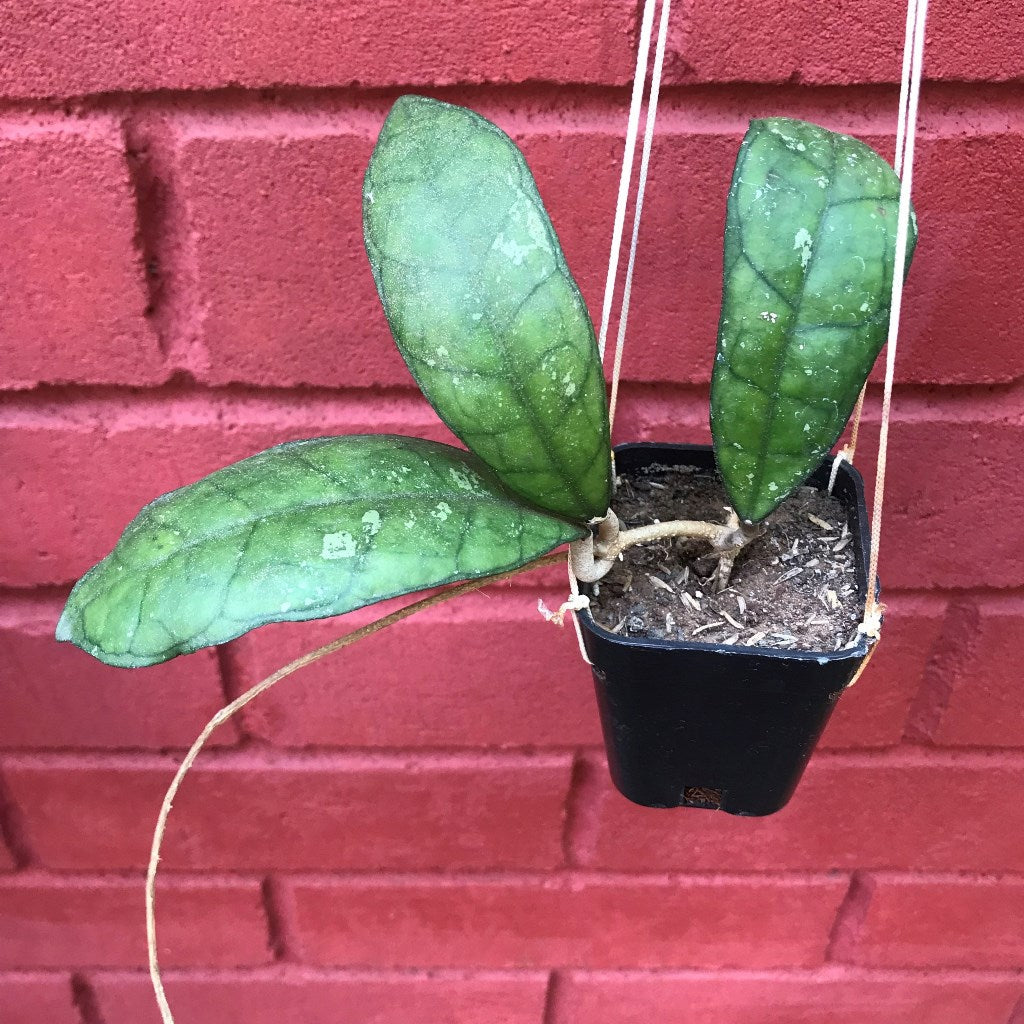 Hoya Finlaysonii Plant - myBageecha