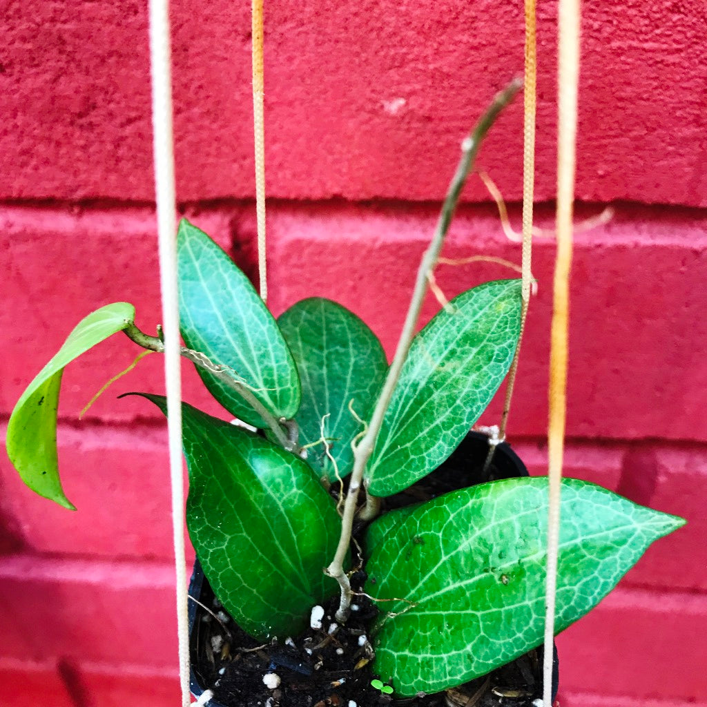 Hoya Fitchii Plant - myBageecha