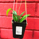 Hoya Fitchii Plant