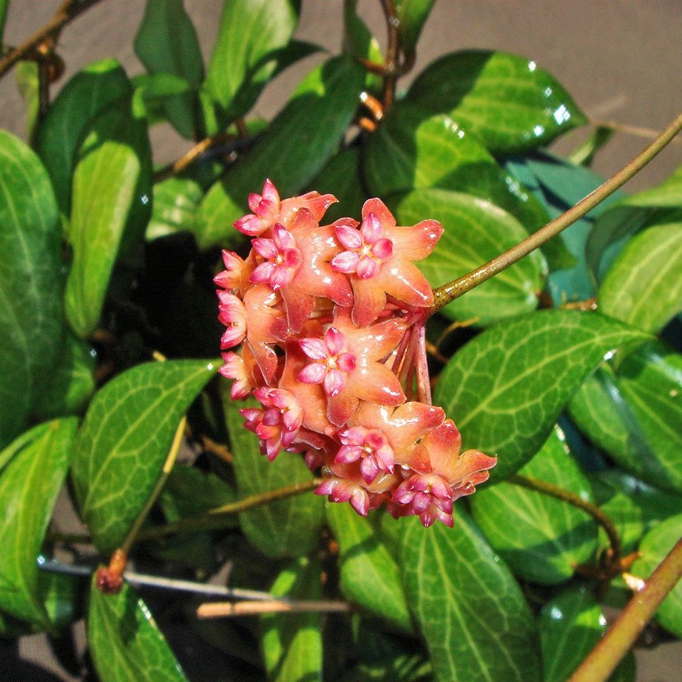 Hoya Fitchii Plant - myBageecha