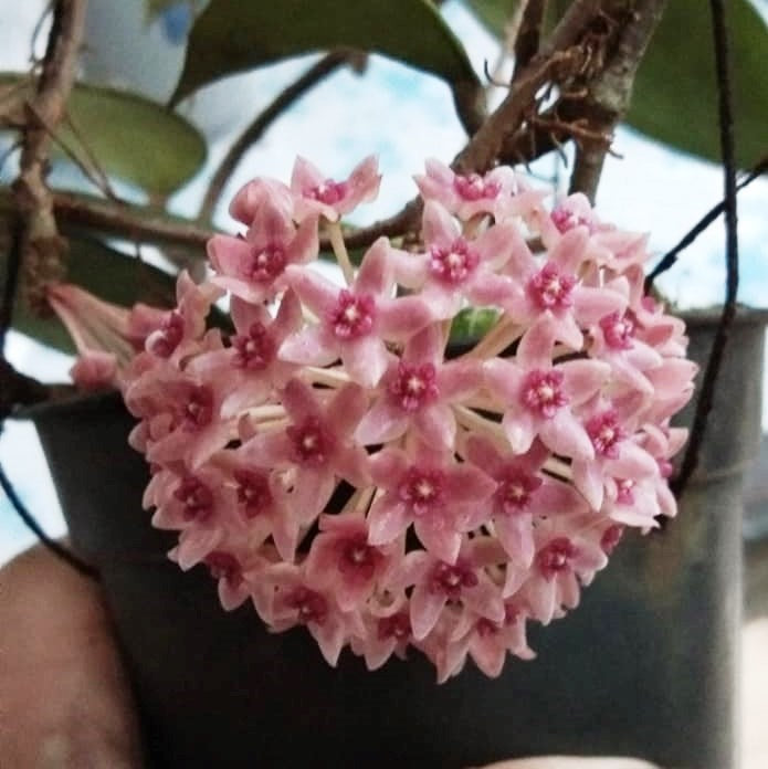 Hoya Hanhiae Pink Plant - myBageecha