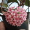 Hoya Hanhiae Pink Plant