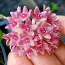 Hoya Hanhiae Pink Plant
