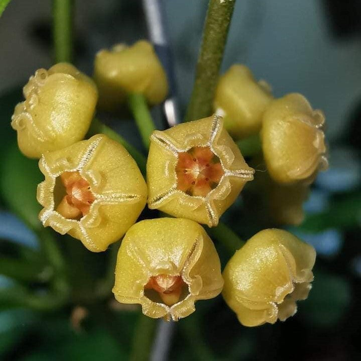 Hoya Heuschkeliana Yellow Plant