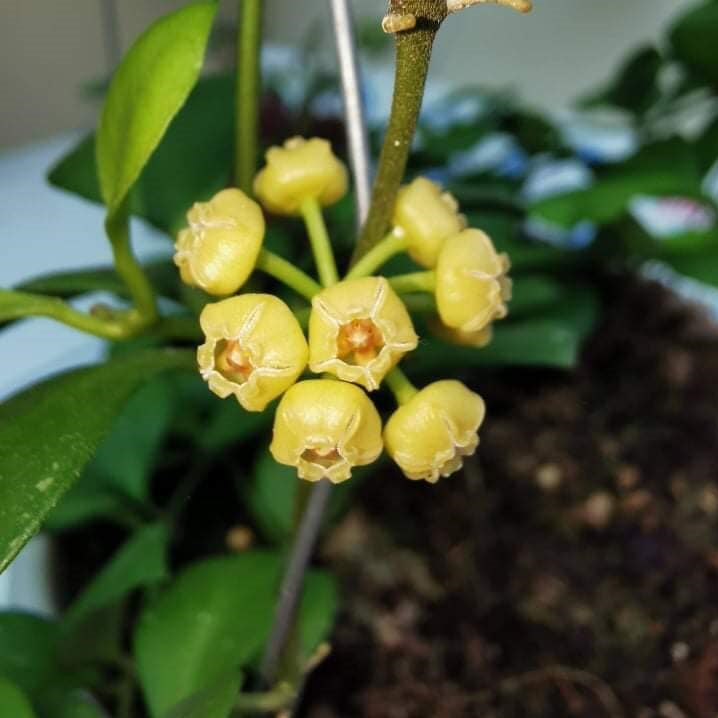 Hoya Heuschkeliana Yellow Plant - myBageecha