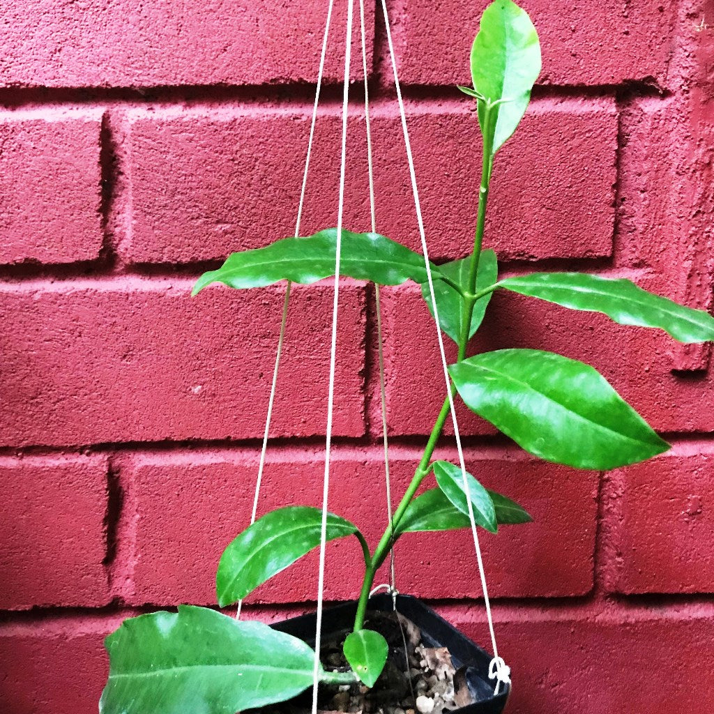 Hoya Imperial Red Plant - myBageecha