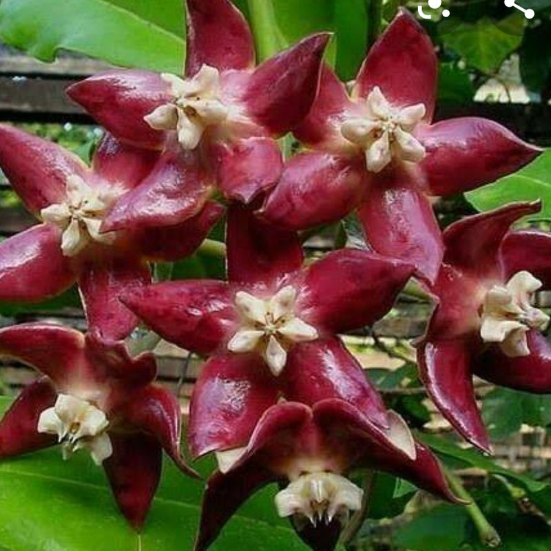 Hoya Imperial Red Plant