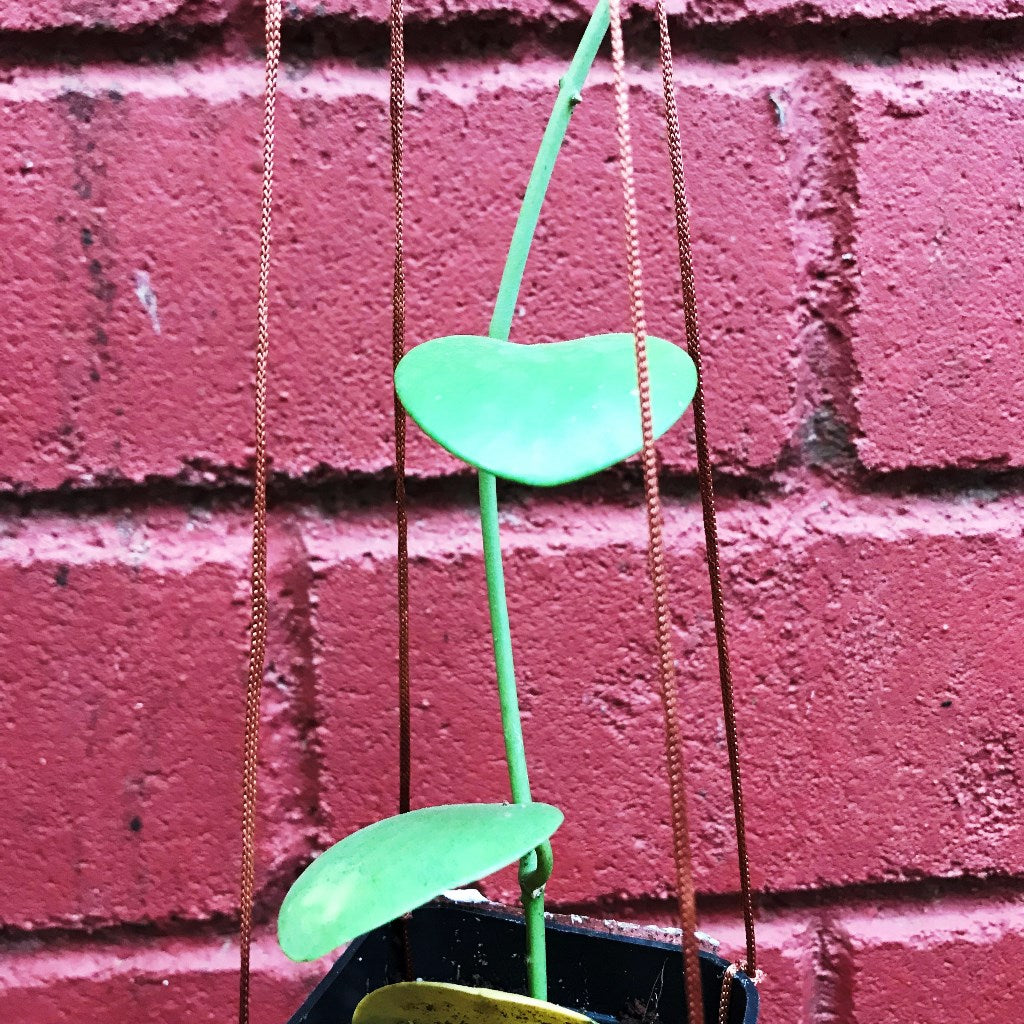 Hoya Kastbergii Plant - myBageecha