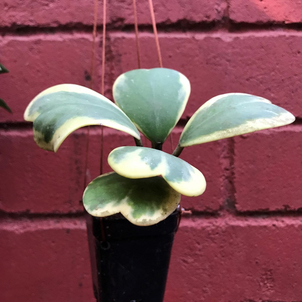 Hoya Kerrii Albomarginata Plant - myBageecha