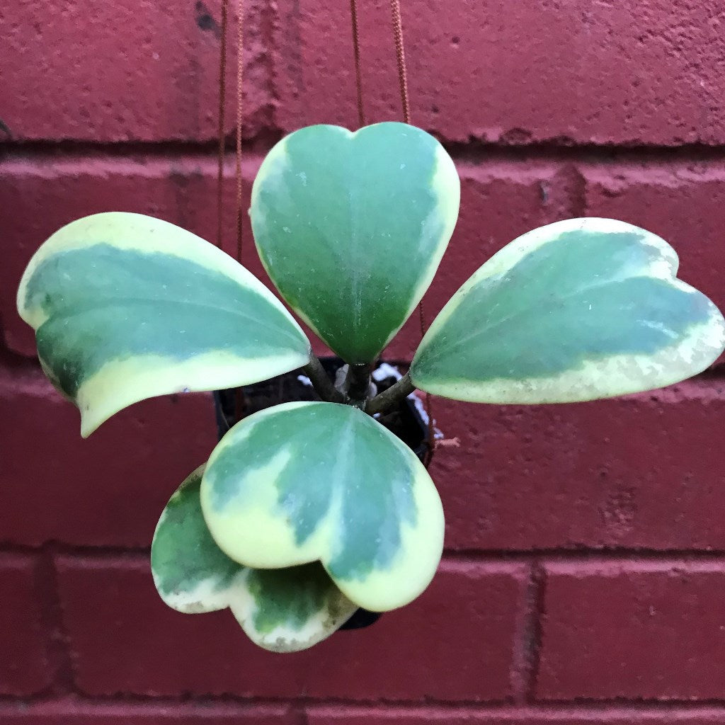 Hoya Kerrii Albomarginata Plant - myBageecha