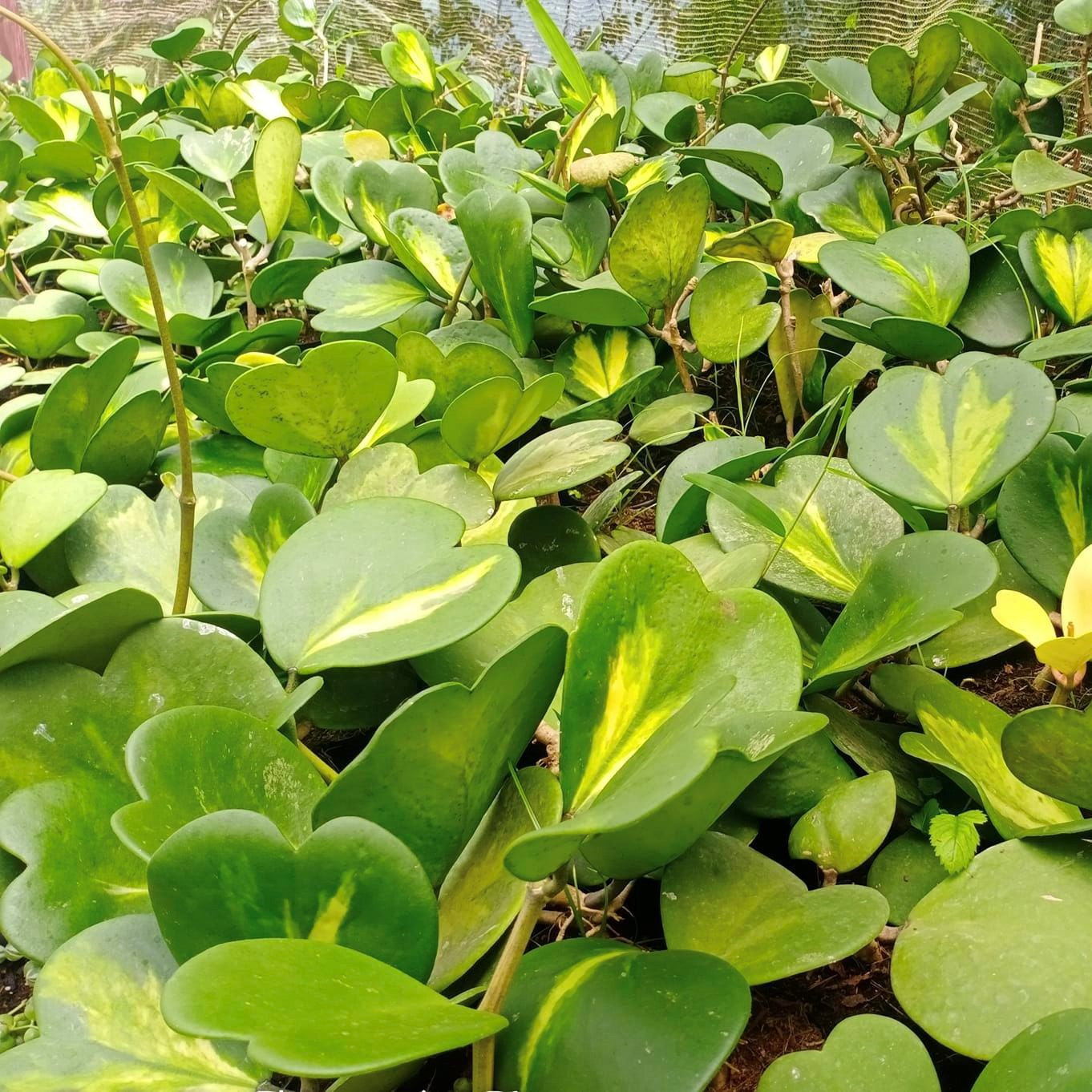 Hoya Kerrii Reverse Variegata Plant - myBageecha