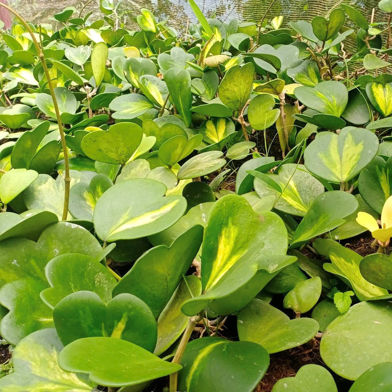 Hoya Kerrii Reverse Variegata Plant