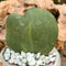 Hoya Kerrii Succulent Plant