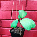 Hoya Kerrii Plant