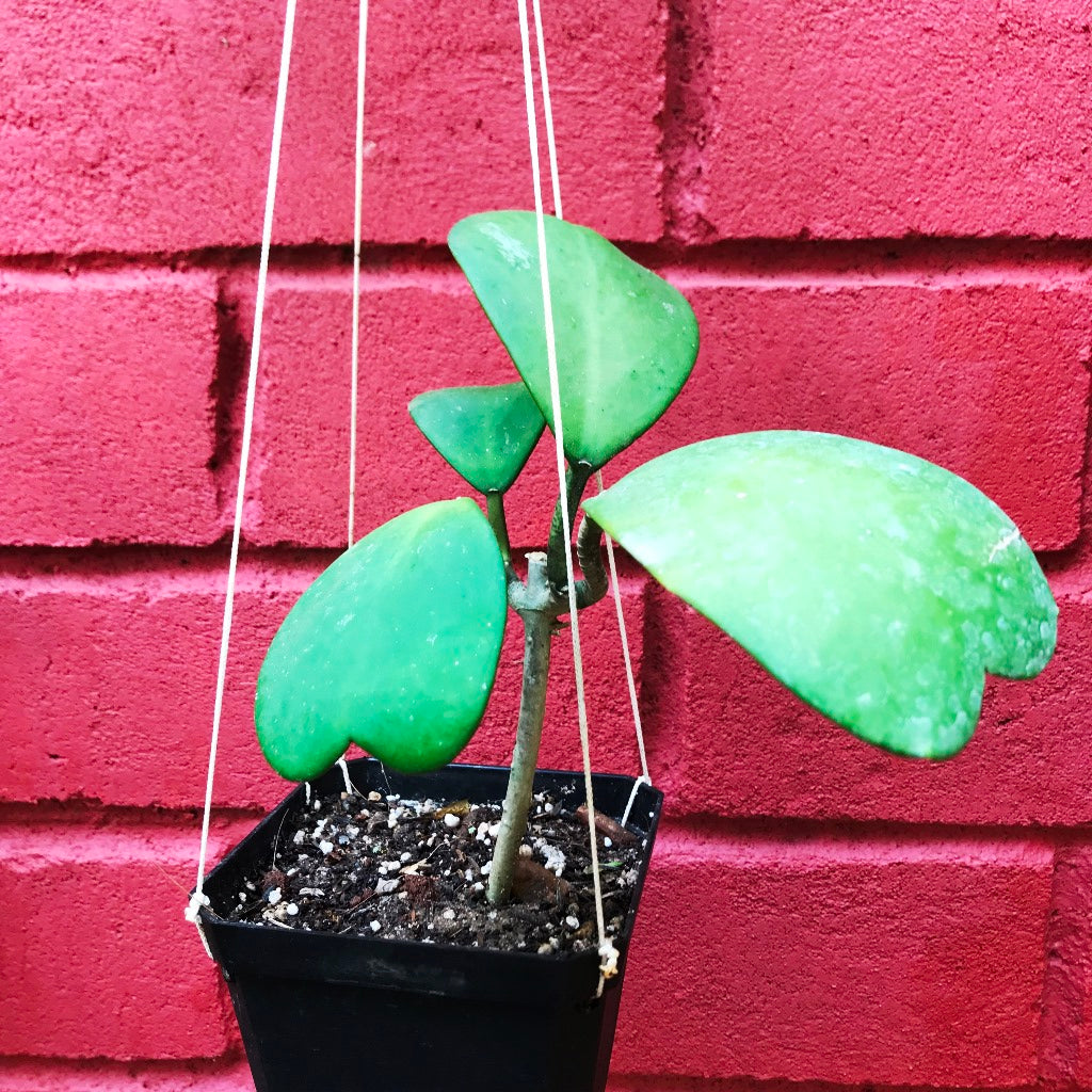 Hoya Kerrii Plant - myBageecha