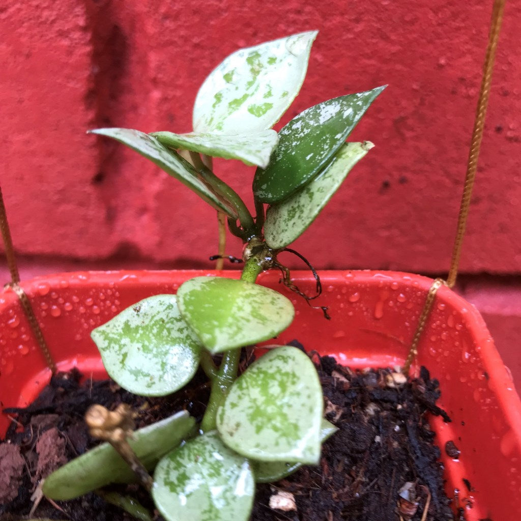 Hoya Krohniana Eskimo Splash Plant - myBageecha