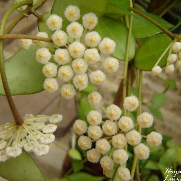 Hoya Lacunosa Plant - myBageecha