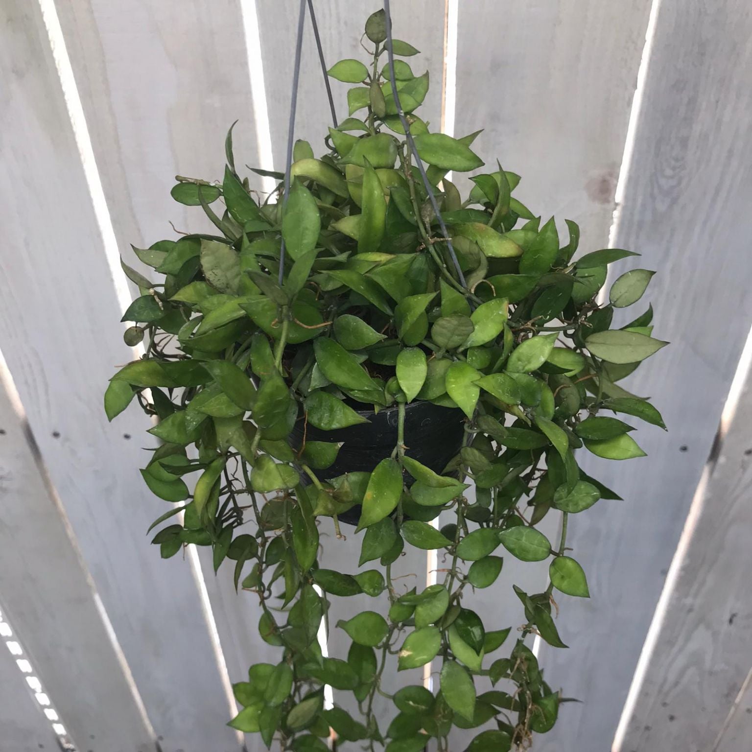 Hoya Lacunosa Plant - myBageecha