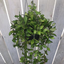Hoya Lacunosa Plant