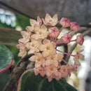 Hoya Macrophylla Albomarginata Plant