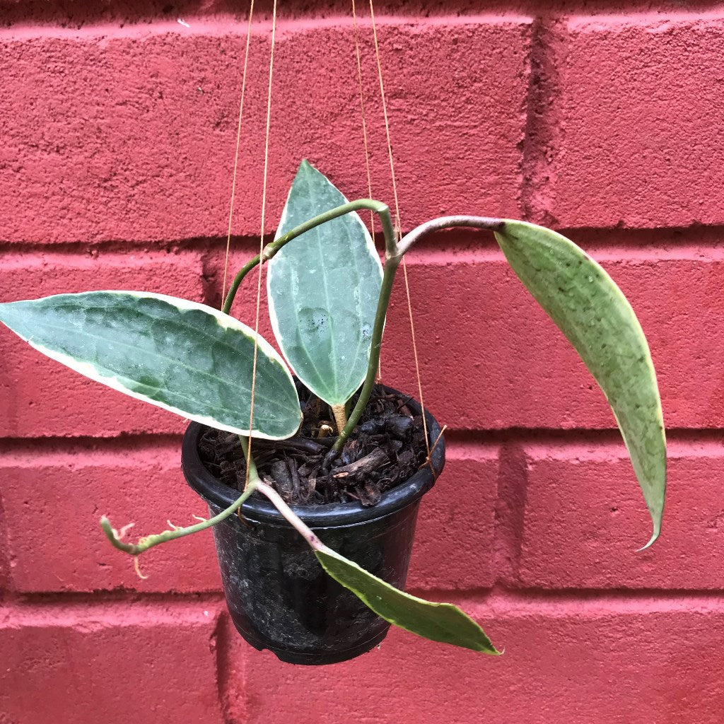Hoya Macrophylla Albomarginata Plant - myBageecha