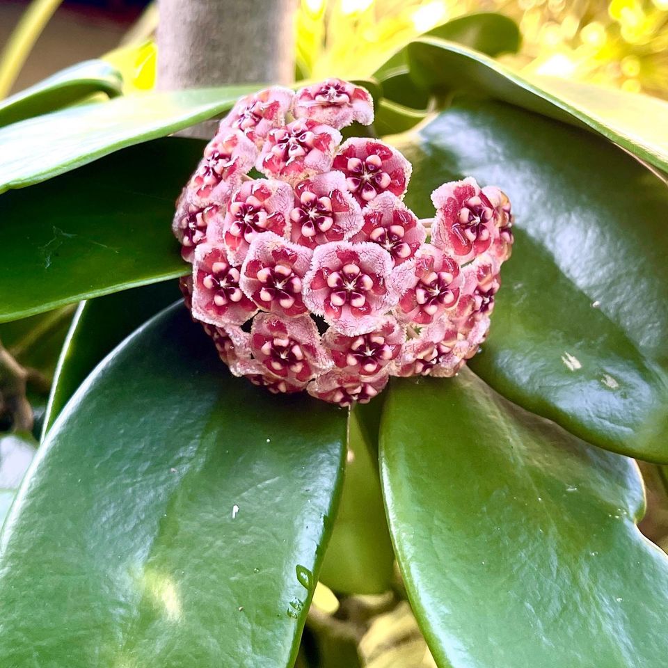 Hoya Meliflua Plant