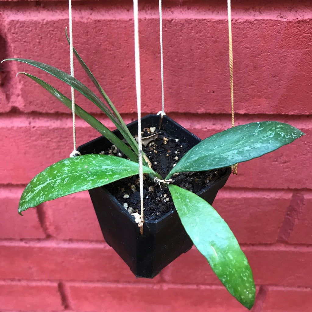 Hoya Memoria Plant - myBageecha