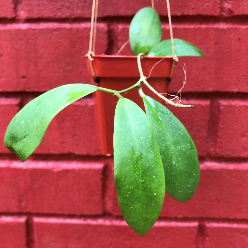 Hoya Mindorensis Red Star Plant - myBageecha
