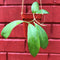 Hoya Mindorensis Red Star Plant