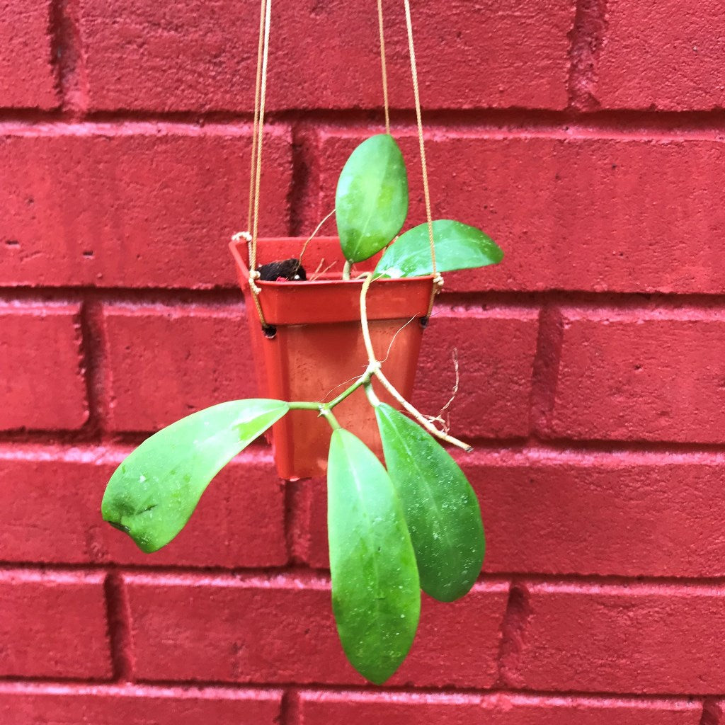 Hoya Mindorensis Red Star Plant - myBageecha