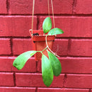 Hoya Mindorensis Red Star Plant
