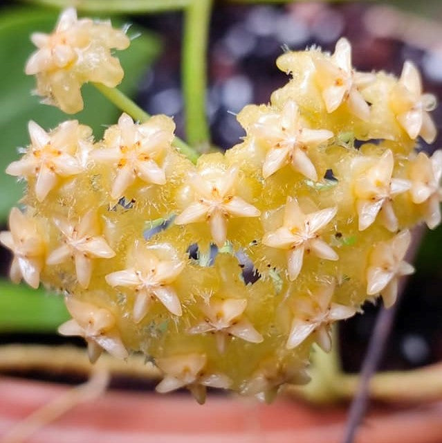 Hoya Mindorensis Yellow Plant - myBageecha