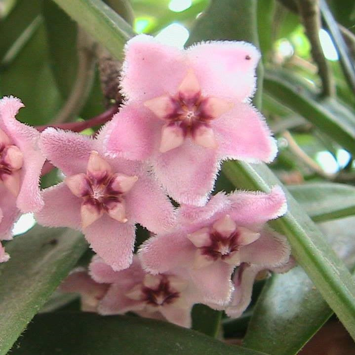 Hoya Minibelle Plant - myBageecha