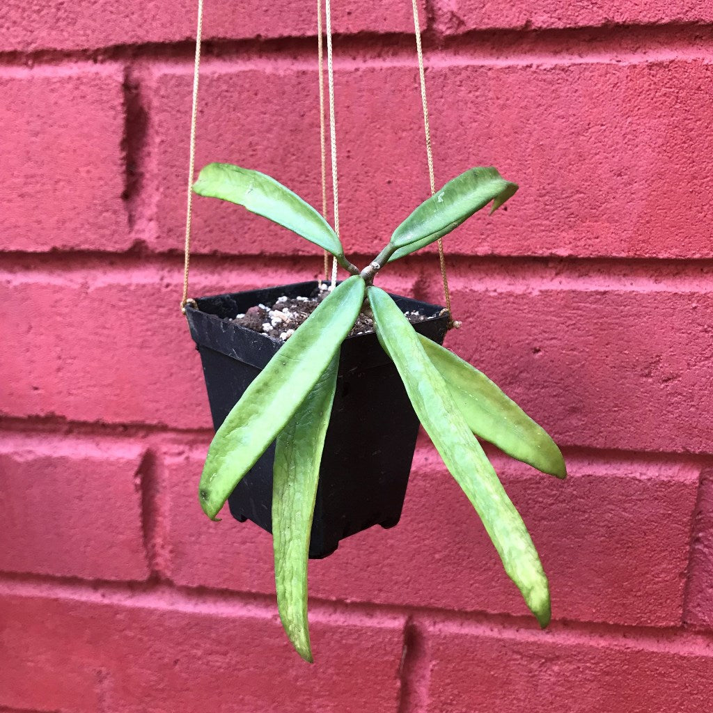 Hoya Minibelle Plant - myBageecha