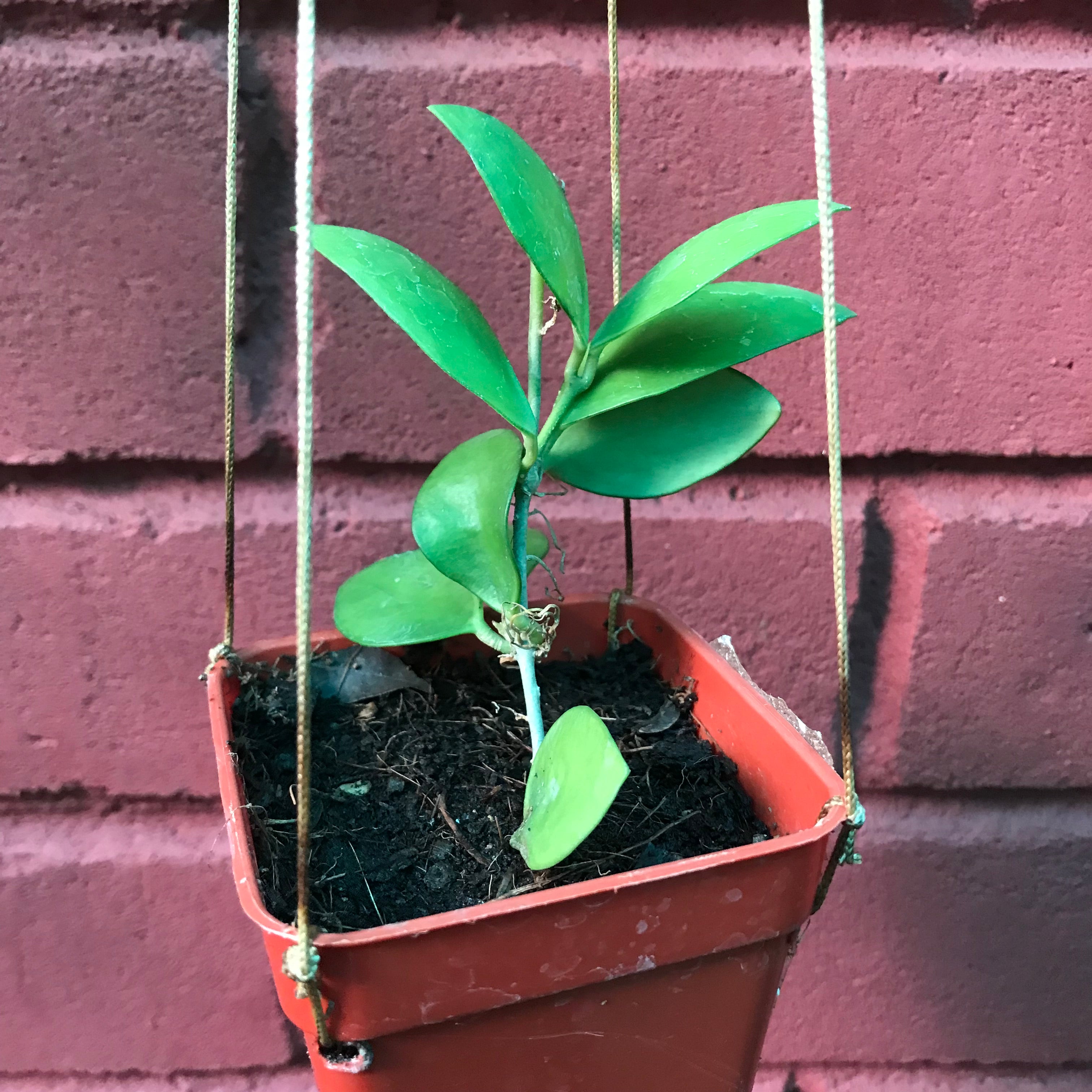 Hoya Myrmecopa Purple Plant - myBageecha