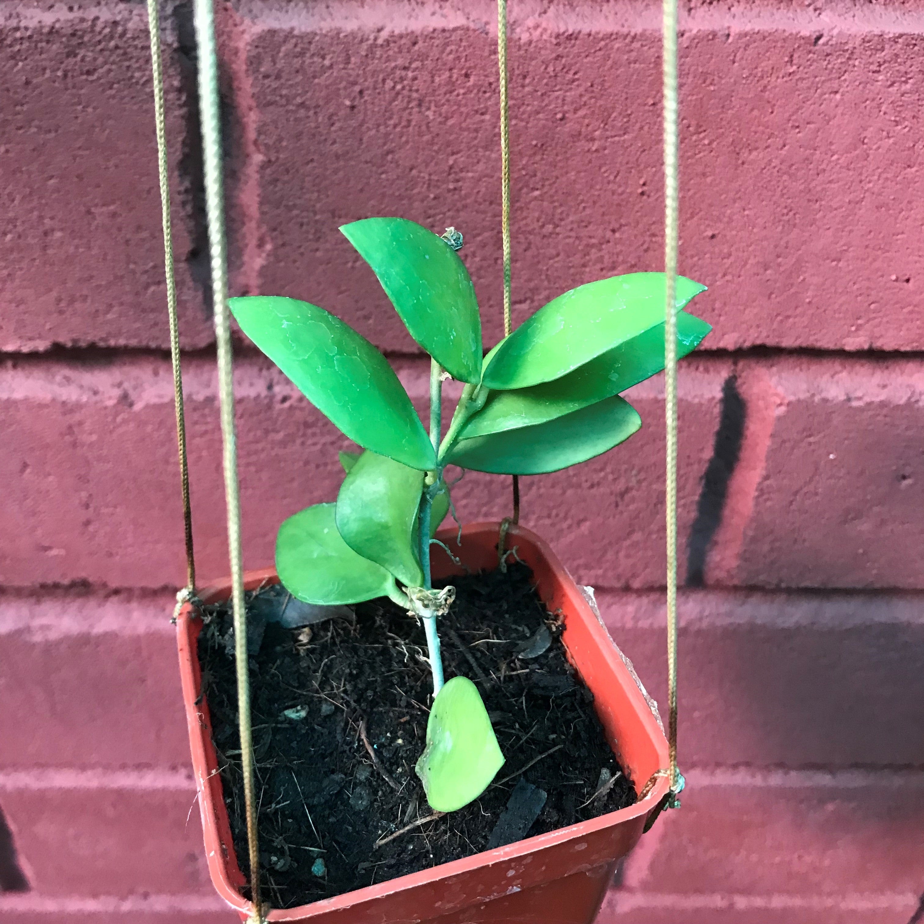 Hoya Myrmecopa Purple Plant - myBageecha