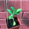 Hoya Myrmecopa Purple Plant