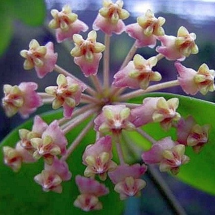 Hoya Myrmecopa Purple Plant