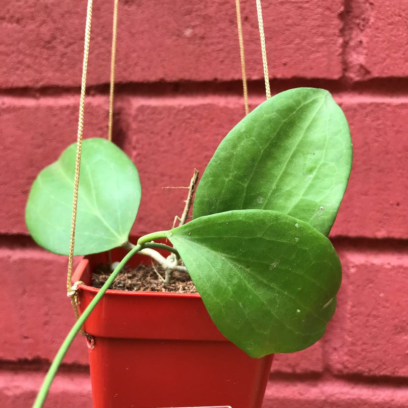 Hoya Nicholsoniae Plant