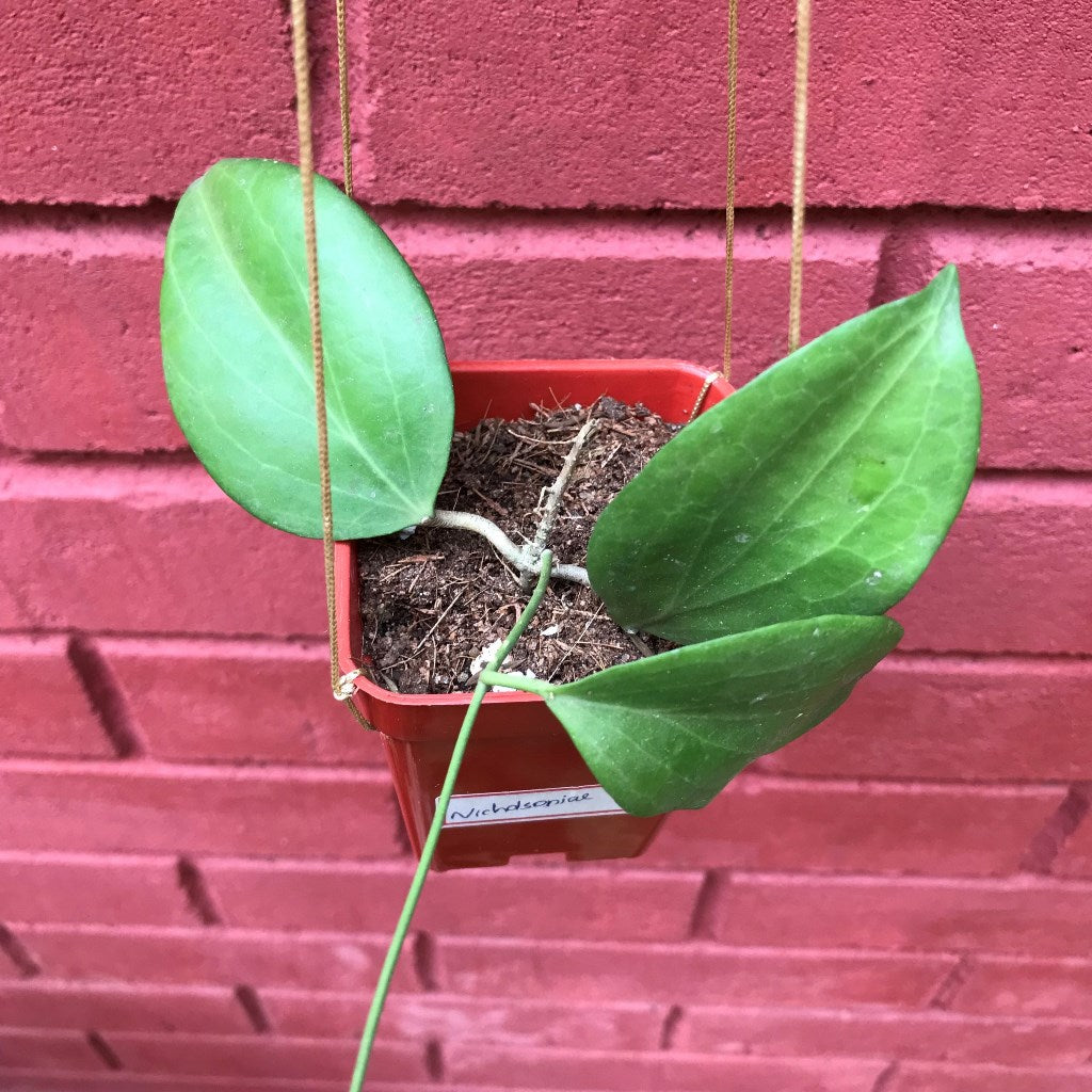 Hoya Nicholsoniae Plant - myBageecha
