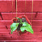 Hoya Oblongata Plant