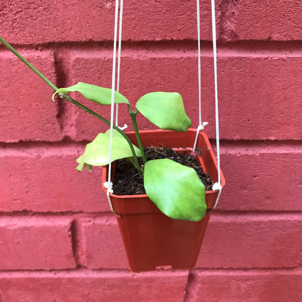 Hoya Oblongata Plant - myBageecha