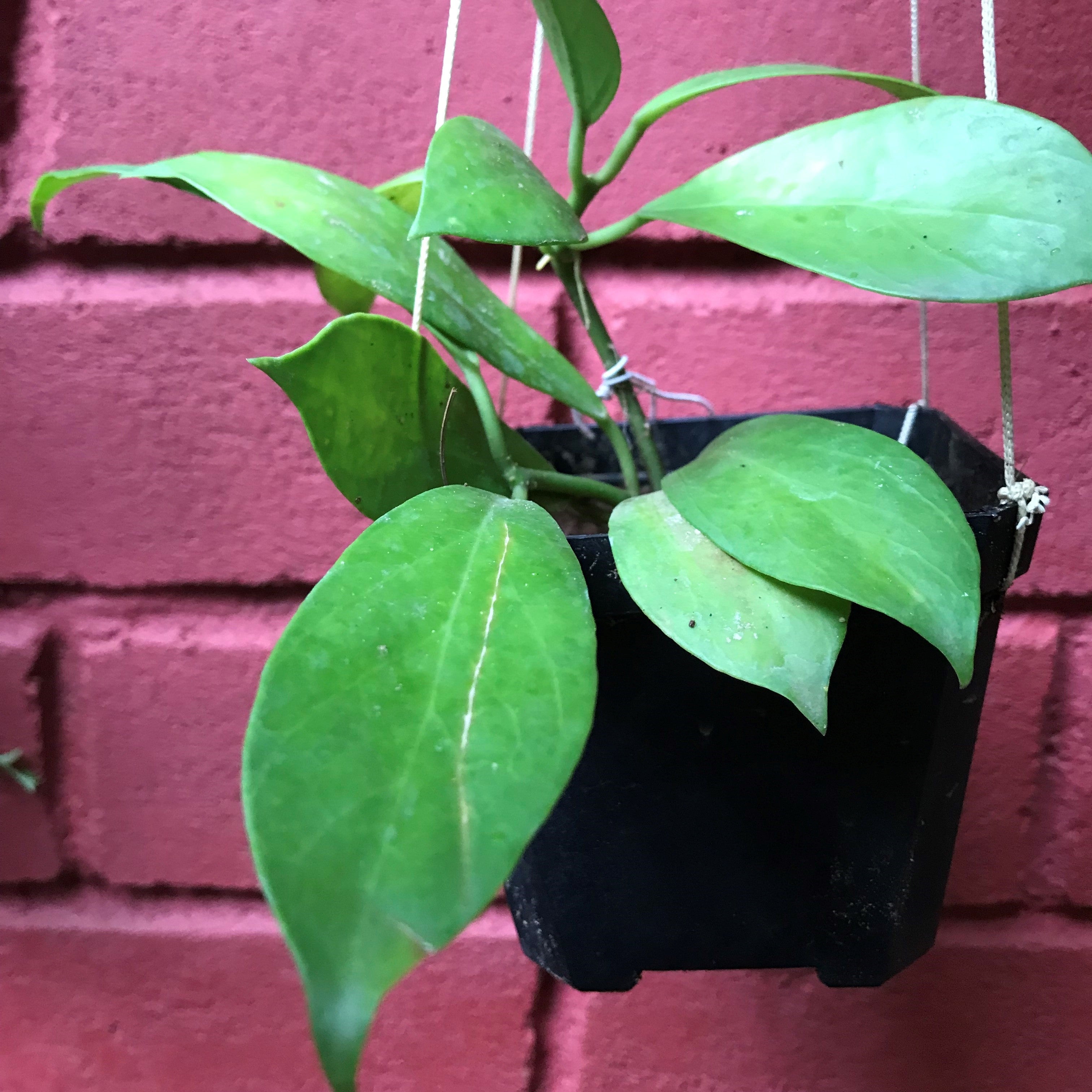 Hoya Obscura Sunrise Plant - myBageecha