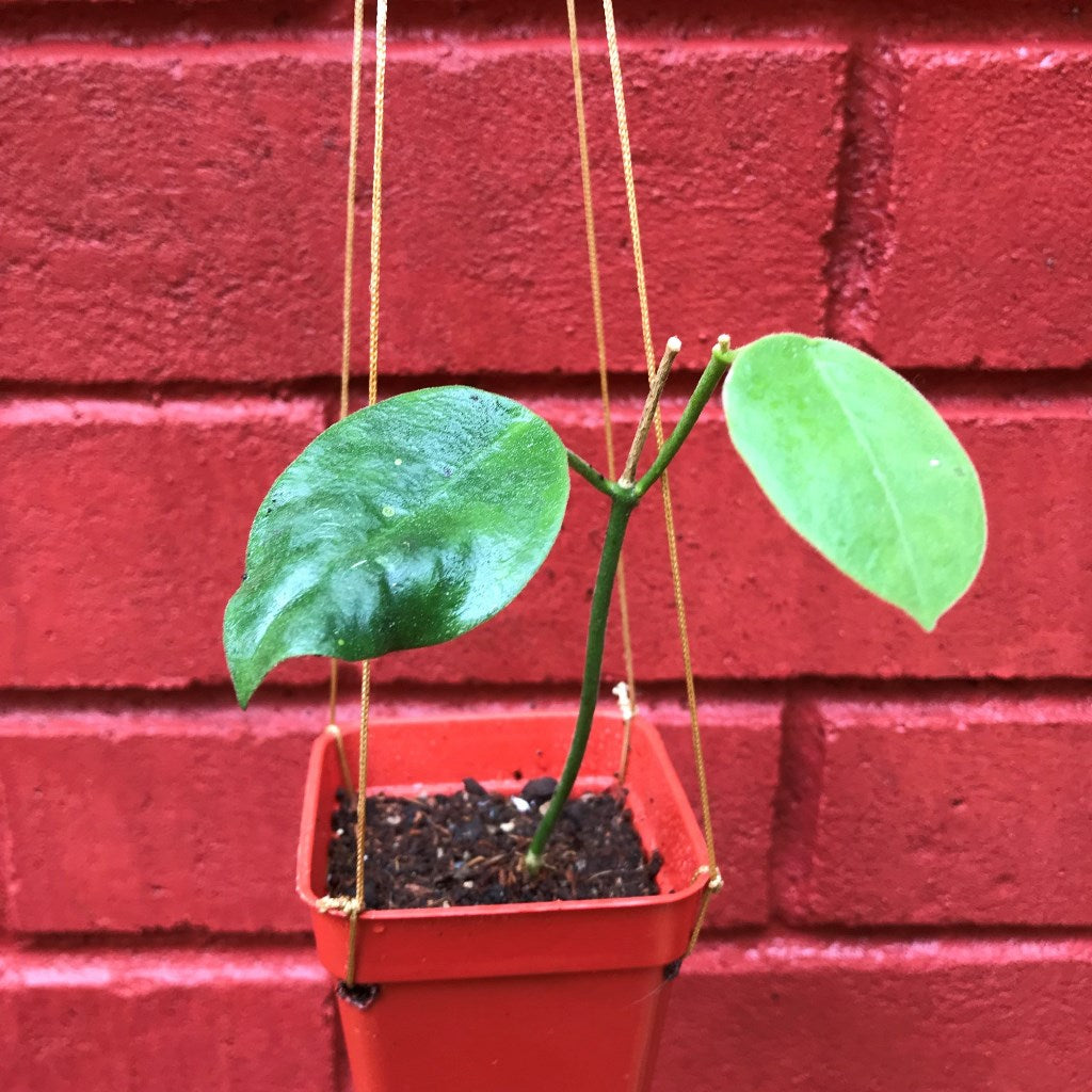 Hoya obtusifolioides 'Apple Green' Plant - myBageecha